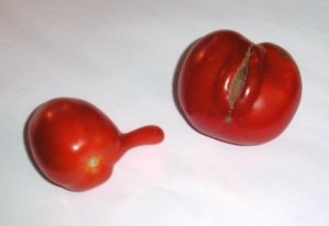 Tomaten1