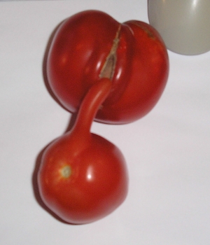 Tomaten2